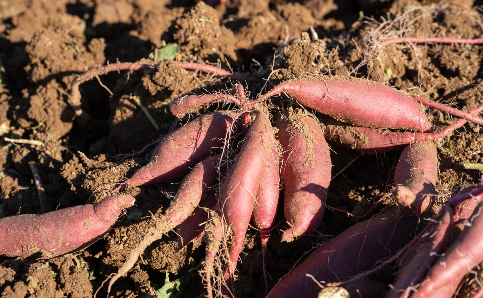 さつまいも画像1