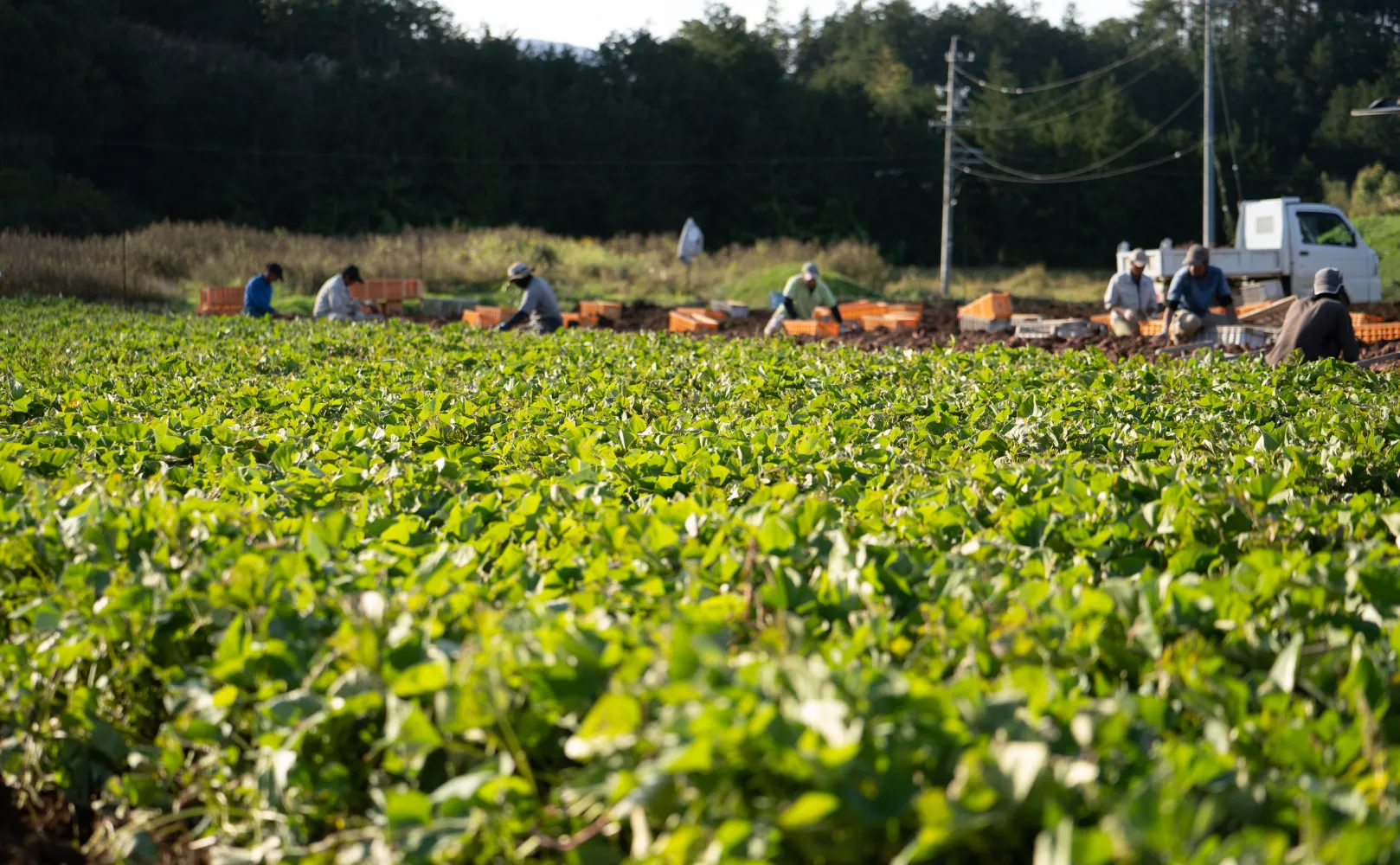 さつまいも画像2