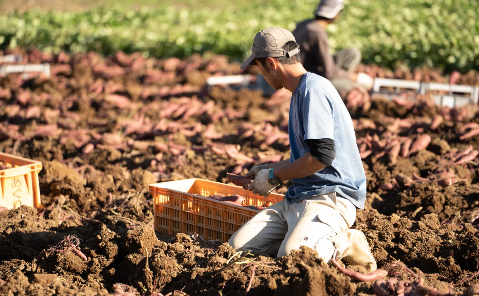 さつまいも画像3